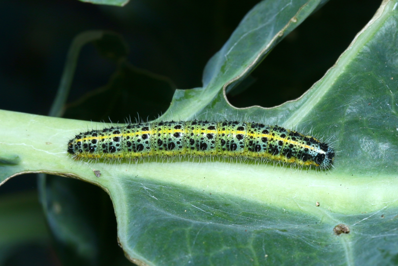 Pieris brassicae (Linnaeus, 1758) - Piéride du chou (chenille)