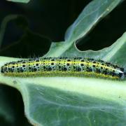 Pieris brassicae (Linnaeus, 1758) - Piéride du chou (chenille)