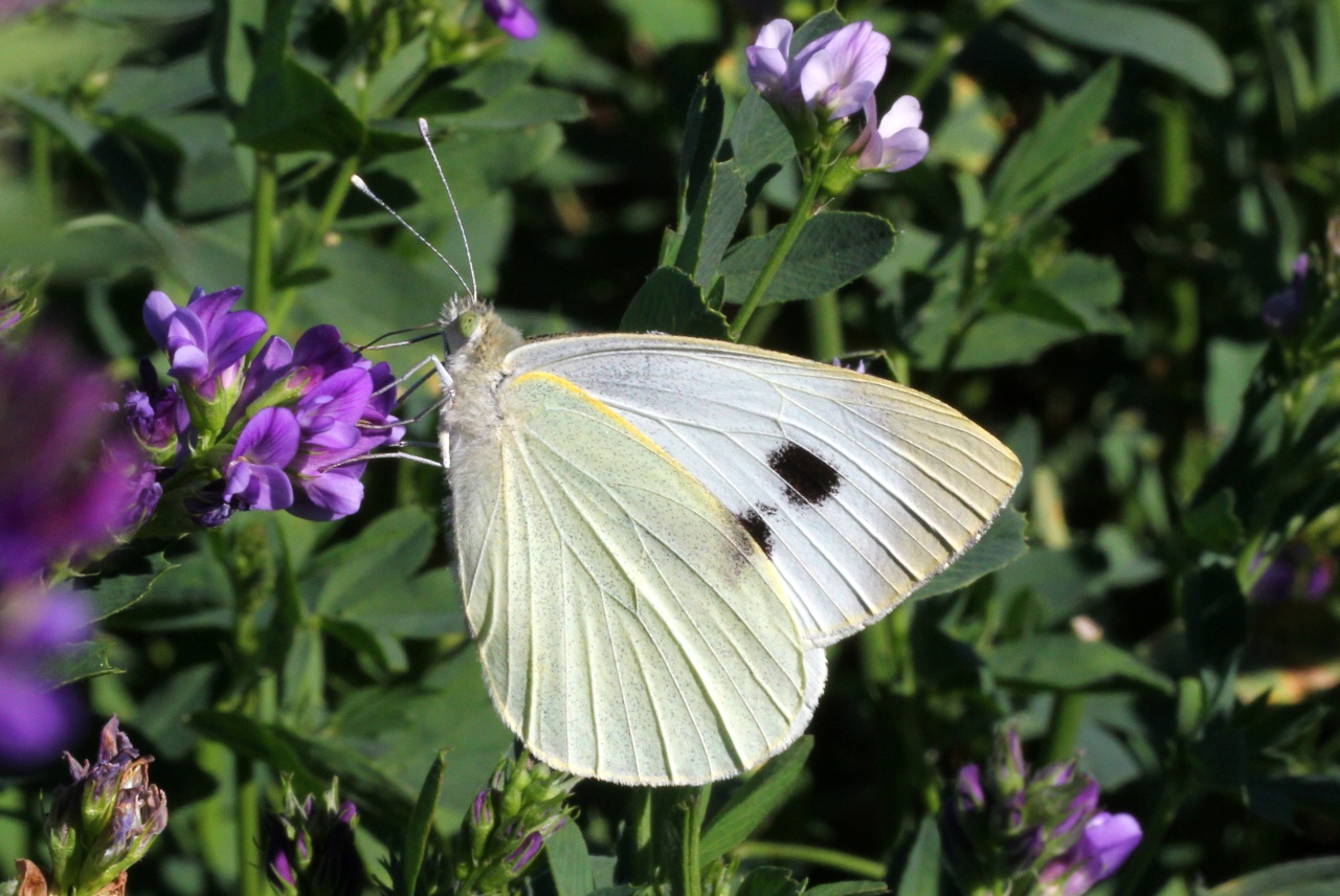 Pieris brassicae (Linnaeus, 1758) - Piéride du Chou