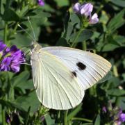 Pieris brassicae (Linnaeus, 1758) - Piéride du Chou