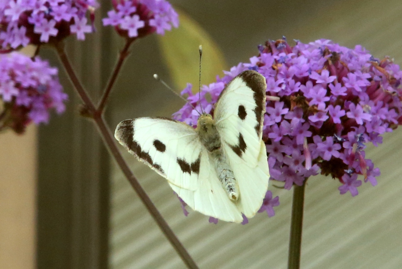 Pieris brassicae (Linnaeus, 1758) - Piéride du Chou