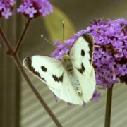 Pieris brassicae (Linnaeus, 1758) - Piéride du Chou