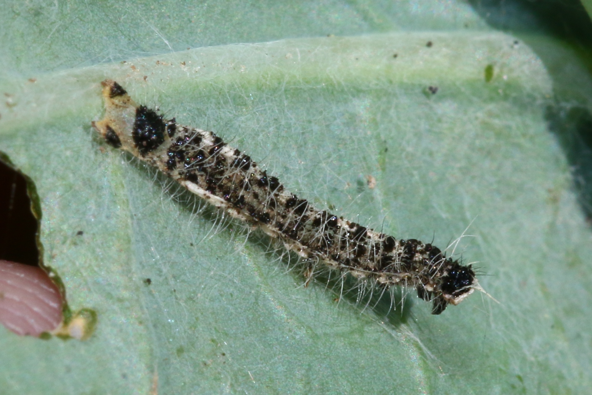 Pieris brassicae (Linnaeus, 1758) - Piéride du chou (exuvie de chenille)