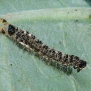 Pieris brassicae (Linnaeus, 1758) - Piéride du chou (exuvie de chenille)