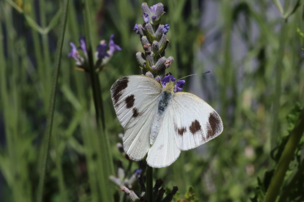 Pieris mannii (Mayer, 1851) - Piéride de l'Ibéride (femelle)