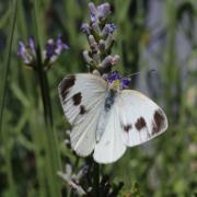 Pieris mannii (Mayer, 1851) - Piéride de l'Ibéride (femelle)