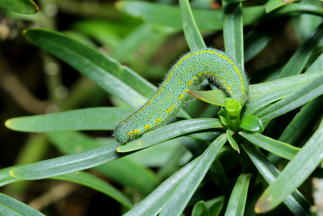 Pieris mannii (Mayer, 1851) - Piéride de l'Ibéride (chenille)