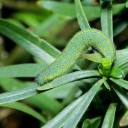 Pieris mannii (Mayer, 1851) - Piéride de l'Ibéride (chenille)