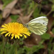 Pieris napi (Linnaeus, 1758) - Piéride du Navet  