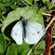 Pieris napi (Linnaeus, 1758) - Piéride du Navet 