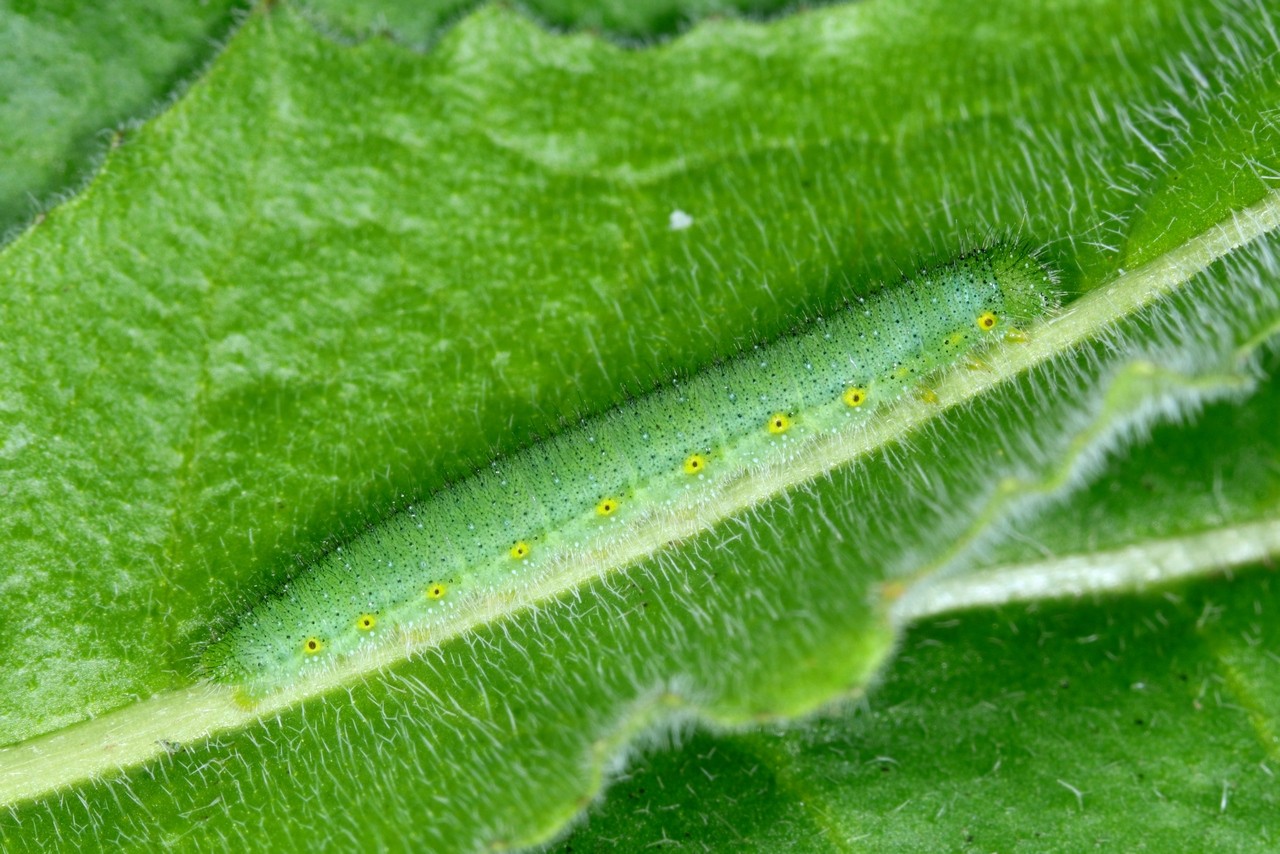 Pieris napi (Linnaeus, 1758) - Piéride du Navet (chenille)