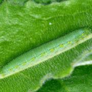 Pieris napi (Linnaeus, 1758) - Piéride du Navet (chenille)