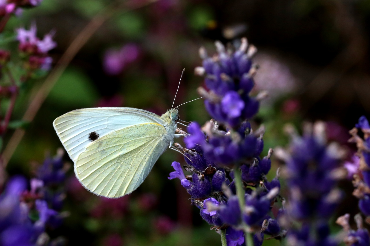 Pieris rapae (Linnaeus, 1758) - Piéride de la rave 