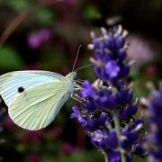 Pieris rapae (Linnaeus, 1758) - Piéride de la rave 