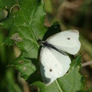 Pieris rapae (Linnaeus, 1758) - Piéride de la rave (mâle) 