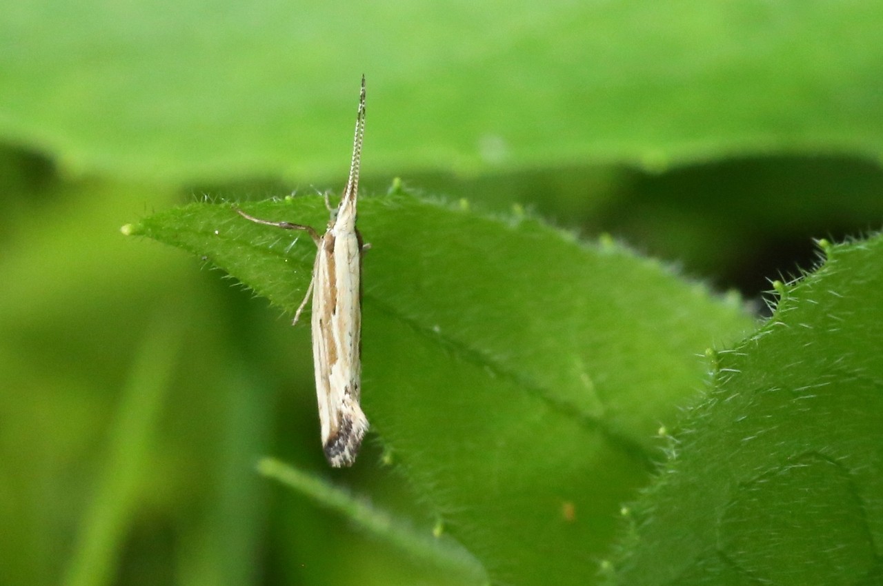 Plutella porrectella (Linnaeus, 1758) 