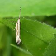 Plutella porrectella (Linnaeus, 1758) 