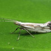 Plutella porrectella (Linnaeus, 1758) 