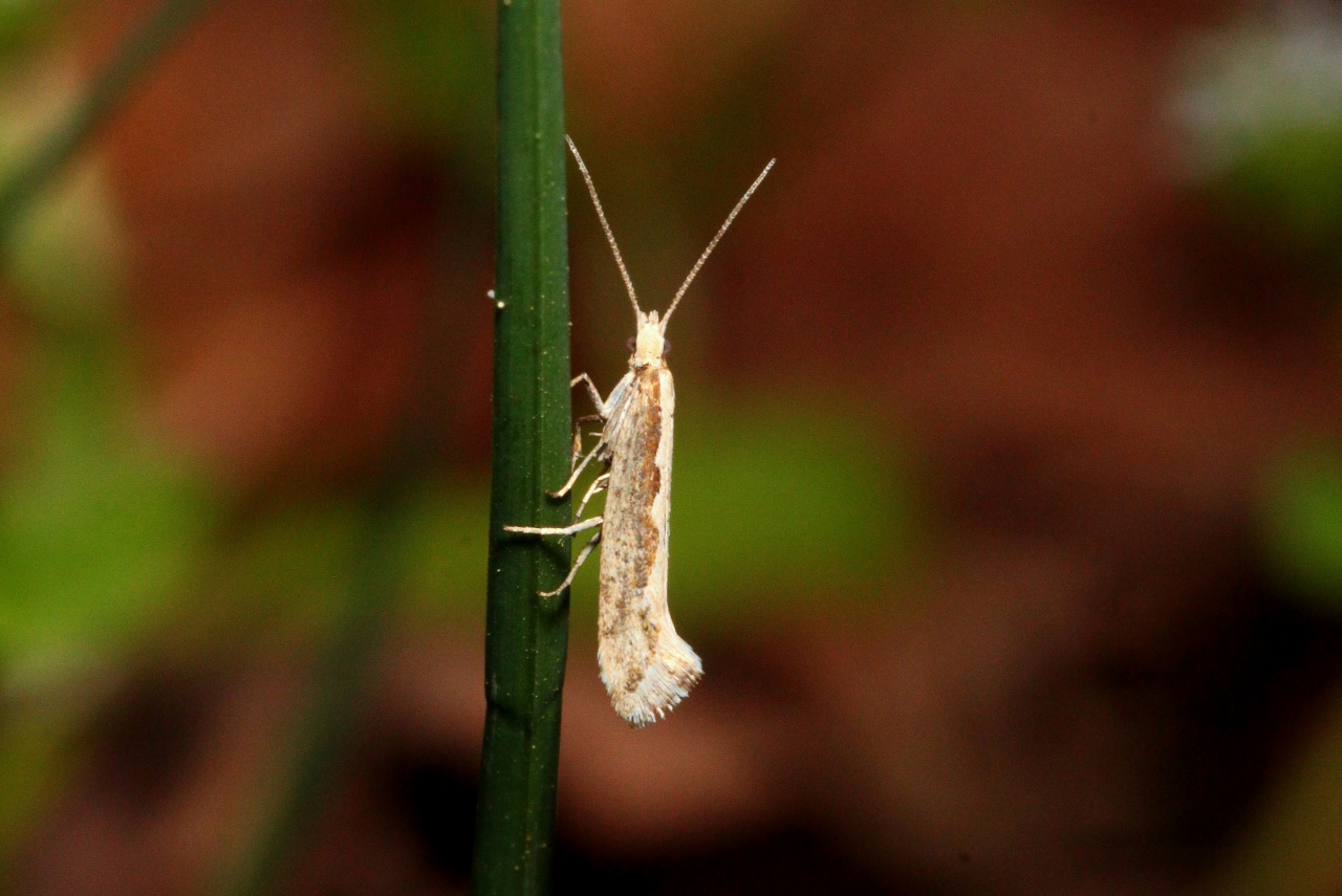 Plutella xylostella (Linnaeus, 1758) - Teigne des Crucifères