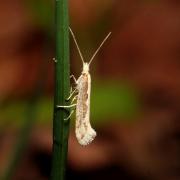 Plutella xylostella (Linnaeus, 1758) - Teigne des Crucifères