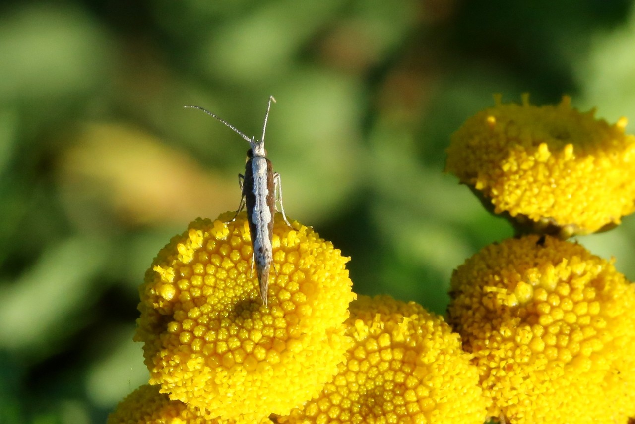 Plutella xylostella (Linnaeus, 1758) - Teigne des Crucifères