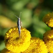 Plutella xylostella (Linnaeus, 1758) - Teigne des Crucifères