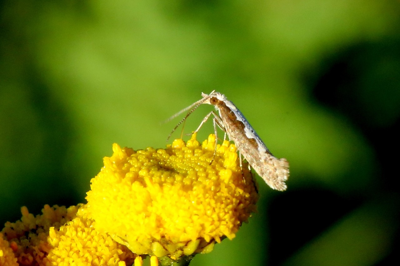 Plutella xylostella (Linnaeus, 1758) - Teigne des Crucifères