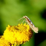 Plutella xylostella (Linnaeus, 1758) - Teigne des Crucifères