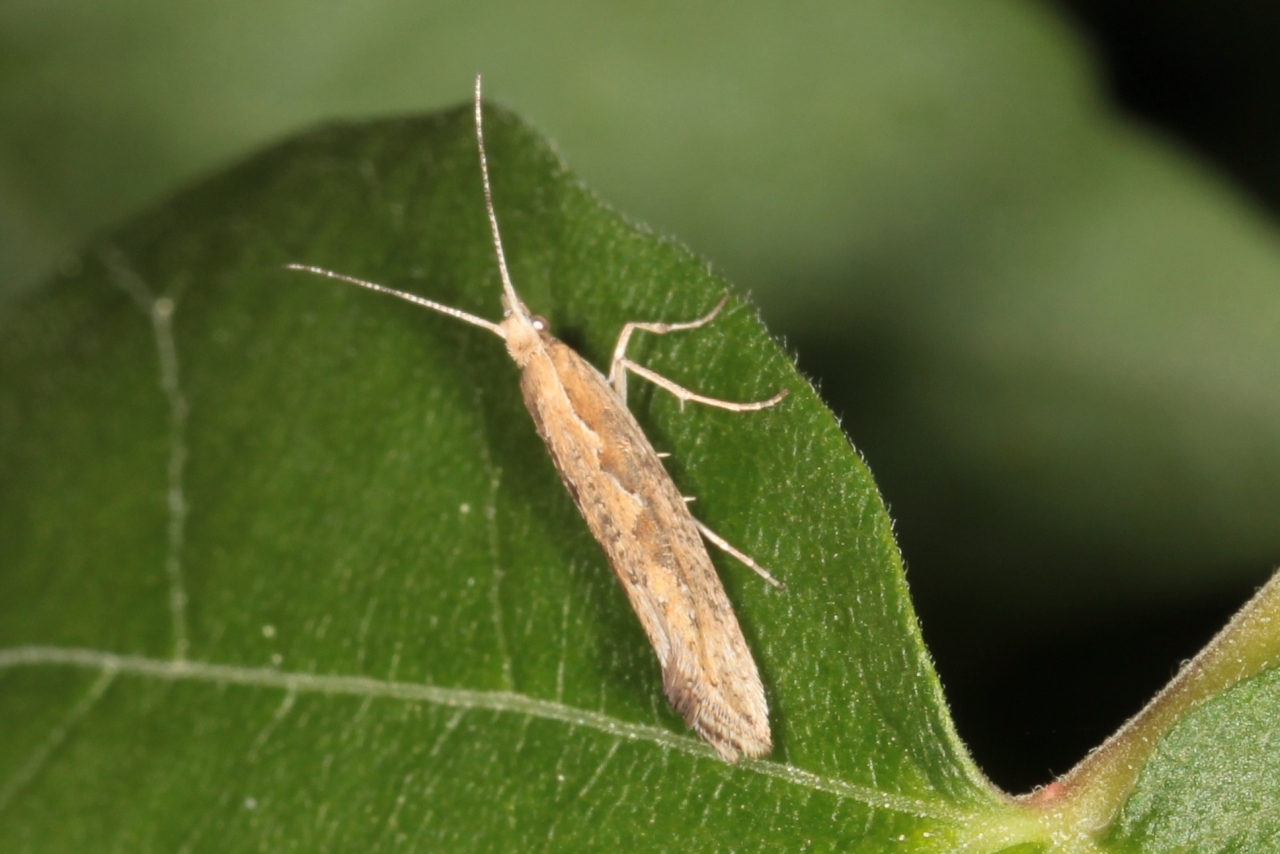 Plutella xylostella (Linnaeus, 1758) - Teigne des Crucifères