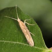 Plutella xylostella (Linnaeus, 1758) - Teigne des Crucifères