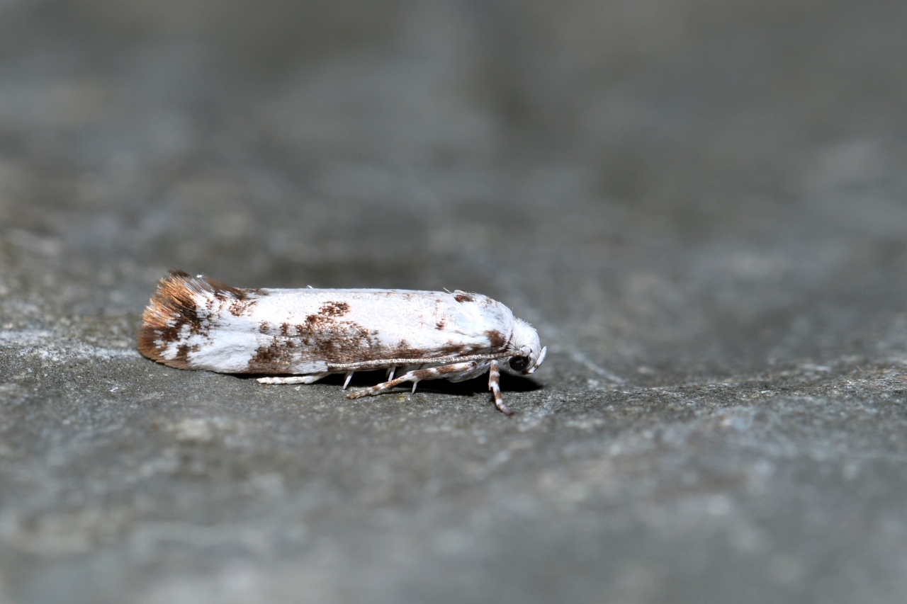 Prays fraxinella (Bjerkander, 1784) - Hyponomeute coenobite