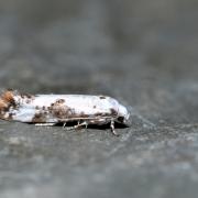 Prays fraxinella (Bjerkander, 1784) - Hyponomeute coenobite