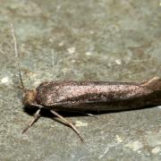 Prays ruficeps (Heinemann, 1854)
