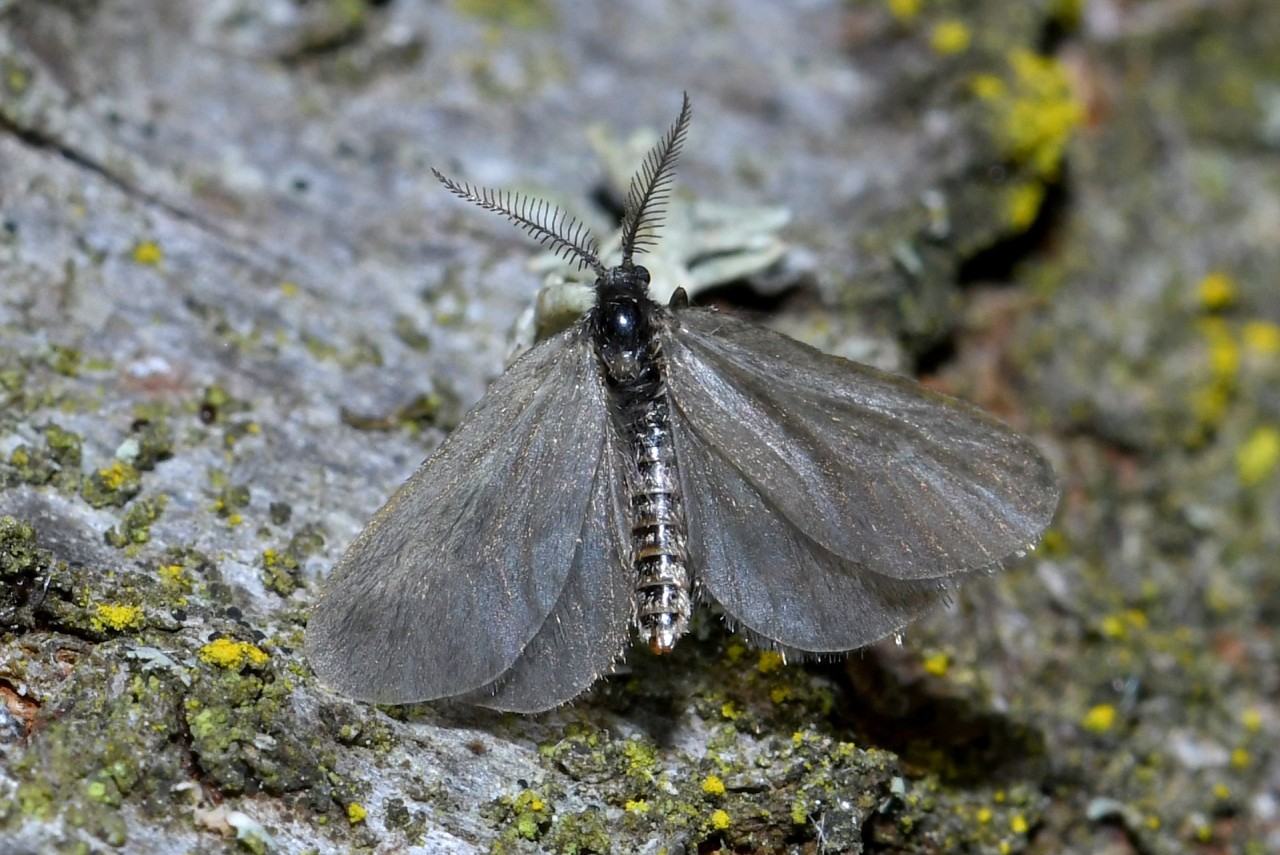 Rebelia plumella (Ochsenheimer, 1810) (mâle)