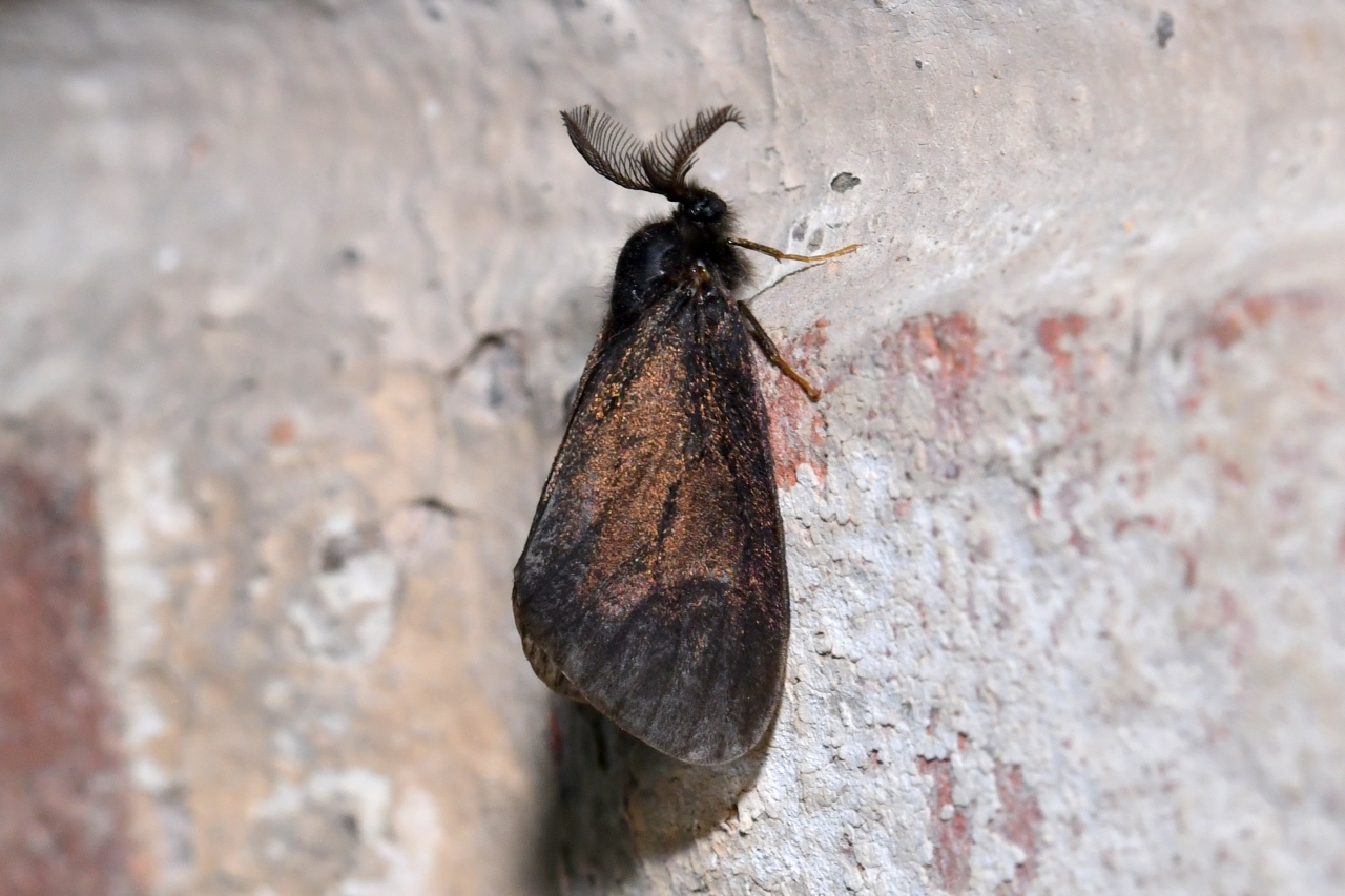 Canephora hirsuta (Poda, 1761) - Psyché du Gramen (mâle)