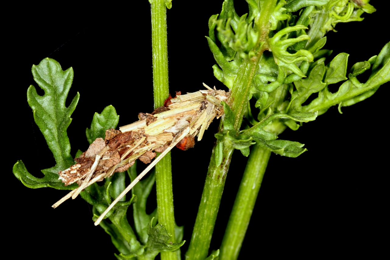 Canephora hirsuta (Poda, 1761) - Psyché du Gramen (chenille mâle dans son fourreau)