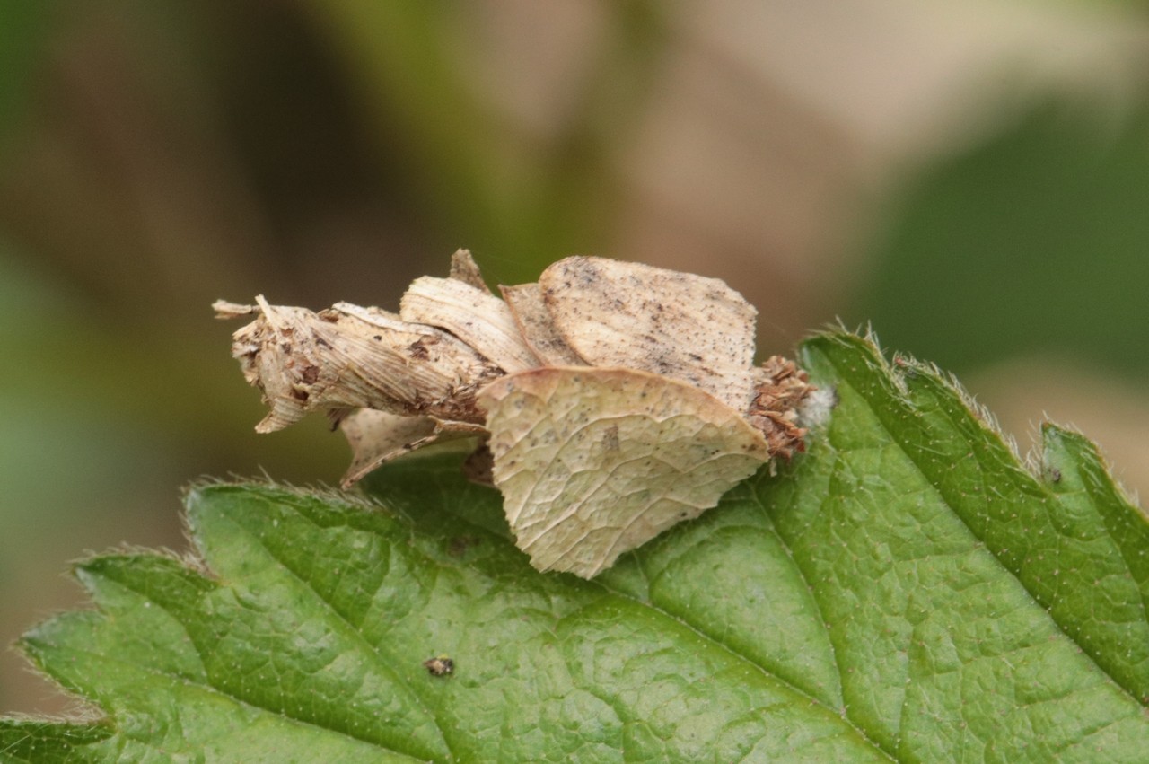 Chenille de Psychidae