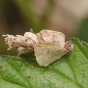 Chenille de Psychidae