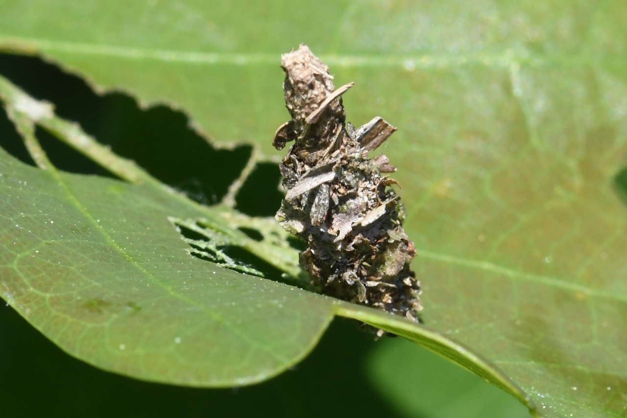 Sterrhopterix fusca (Haworth, 1809) (probable)