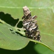 Sterrhopterix fusca (Haworth, 1809) (probable)