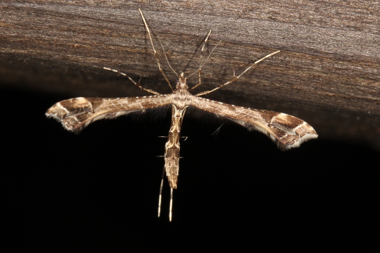 Amblyptilia acanthadactyla (Hübner, 1813) 