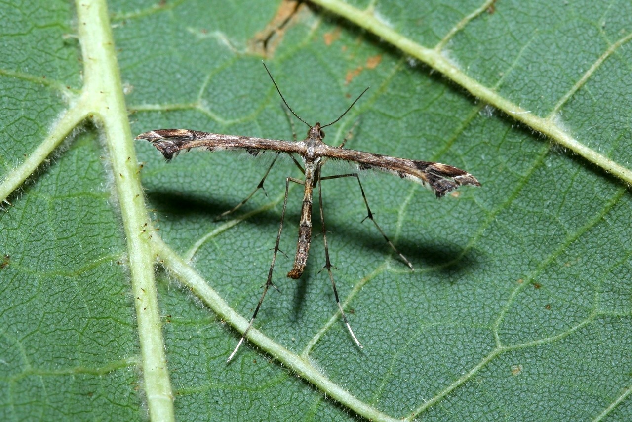 Amblyptilia acanthadactyla (Hübner, 1813)