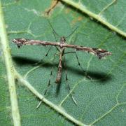 Amblyptilia acanthadactyla (Hübner, 1813)