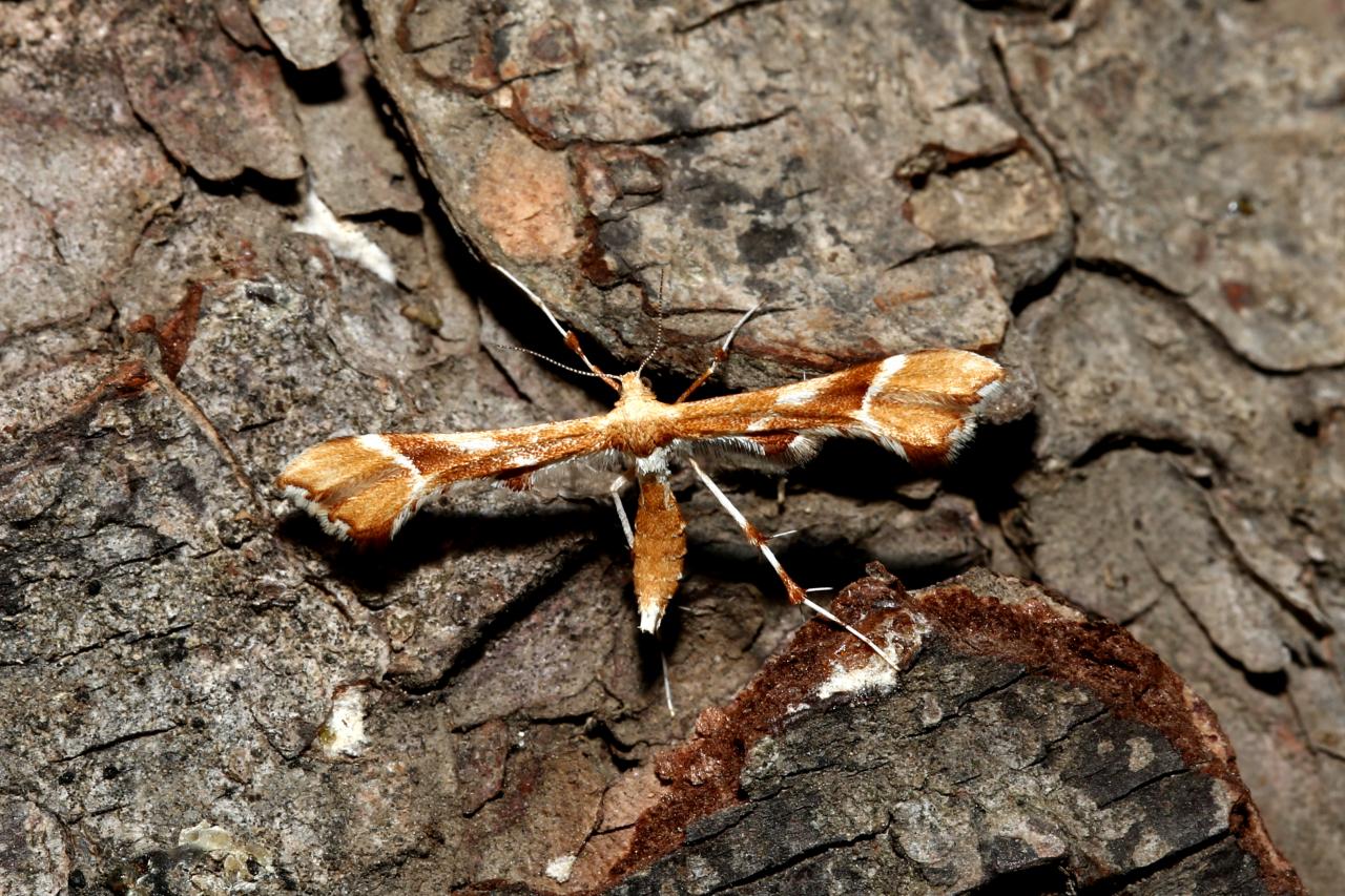 Cnaemidophorus rhododactylus (Denis & Schiffermüller, 1775) - Ptérophore rhododactyle