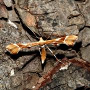 Cnaemidophorus rhododactylus (Denis & Schiffermüller, 1775) - Ptérophore rhododactyle