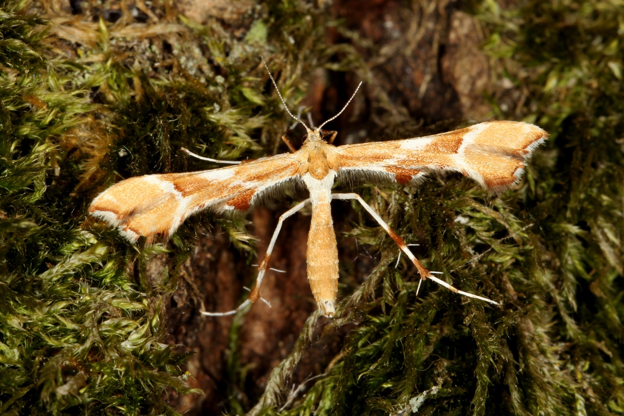 Cnaemidophorus rhododactylus (Denis & Schiffermüller, 1775) - Ptérophore rhododactyle