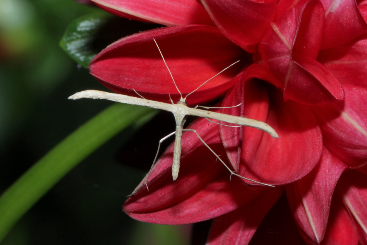 Emmelina monodactyla (Linnaeus, 1758) - Ptérophore commun