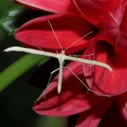 Emmelina monodactyla (Linnaeus, 1758) - Ptérophore commun