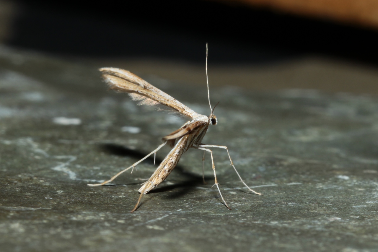 Emmelina monodactyla (Linnaeus, 1758) - Ptérophore commun