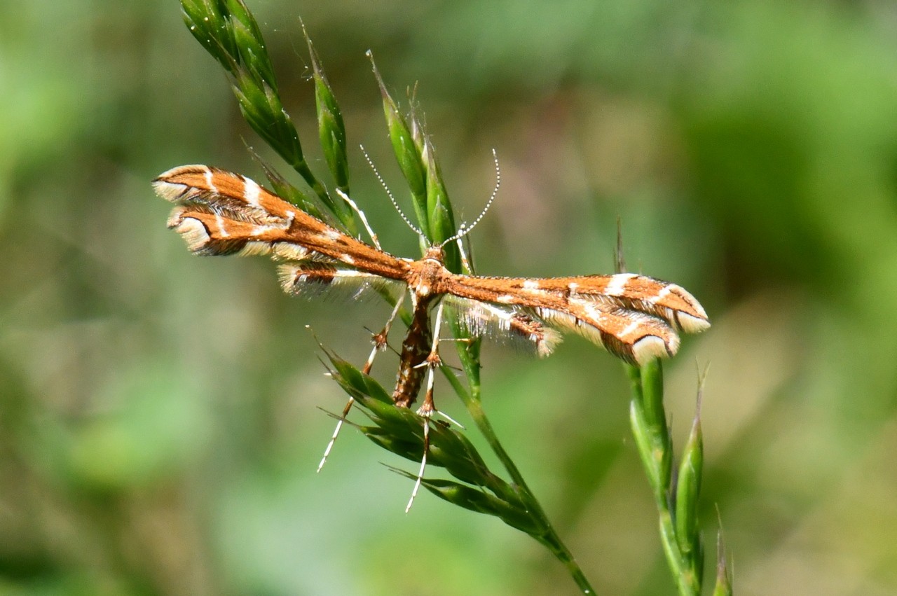 Geina didactyla (Linnaeus, 1758)